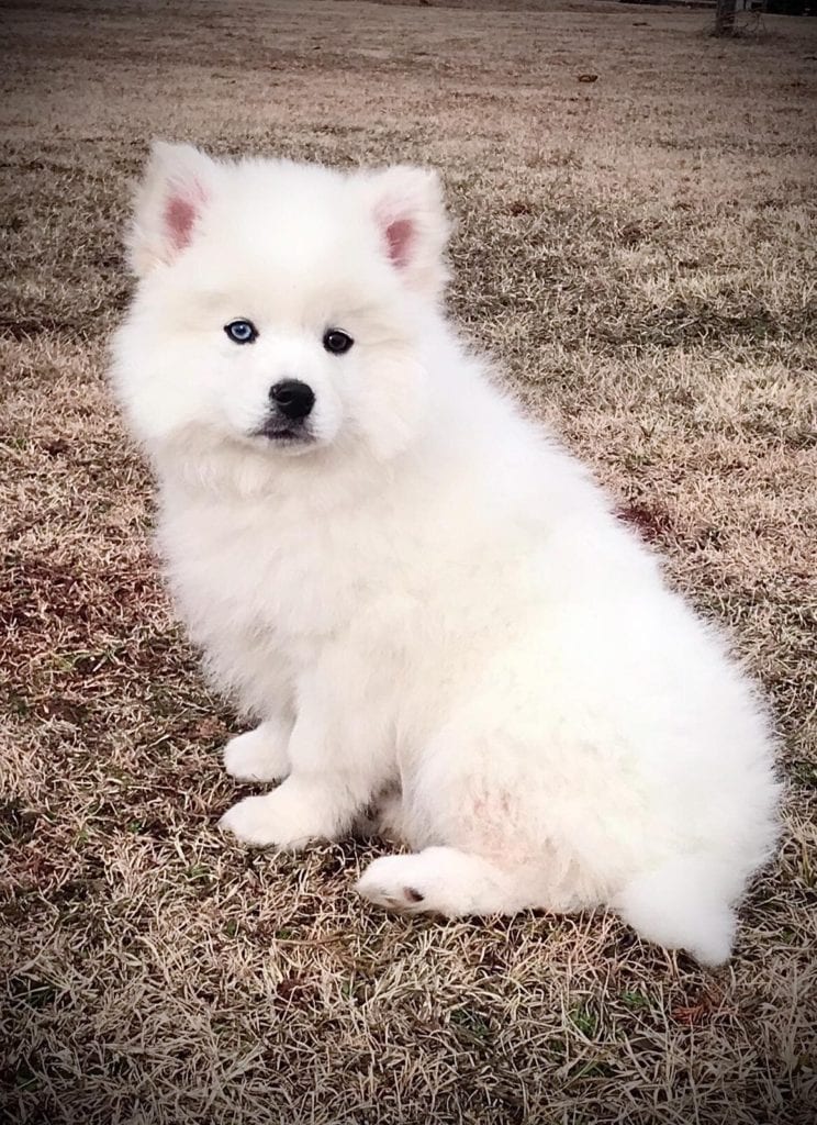 All white pomsky 2024 with blue eyes